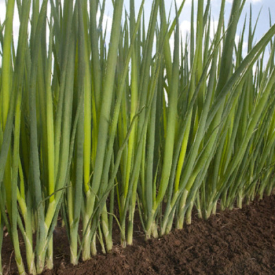 ФИСТ F1 лук на зелень Энза Заден