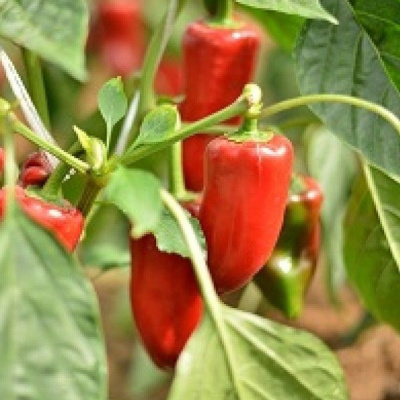 ТАМАРА F1 перец Семинис