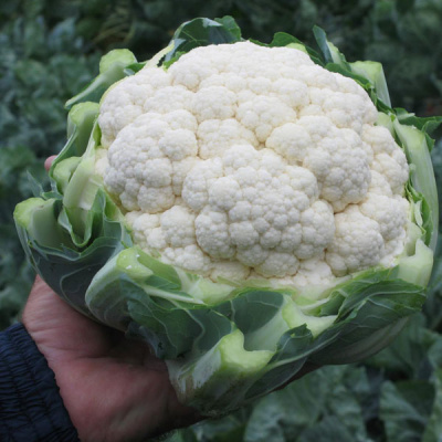 ФАРГО F1 капуста цветная Бейо