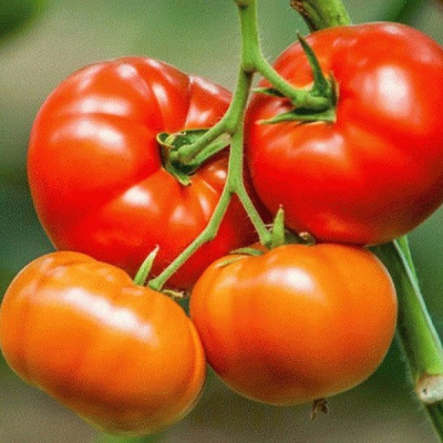 БИГ БИФ F1 томат Семинис 500 шт