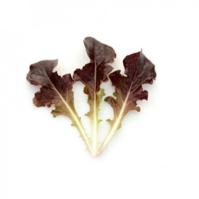 ЛУНАВИЯ F1 салат Райк Цваан, NS, 1 млн.шт