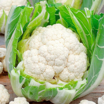 ЛЕКАНЮ F1 капуста цветная Сингента