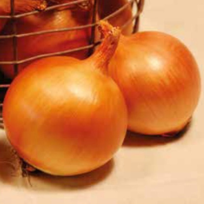 ФРОНТИНО F1 лук репчатый Хазера