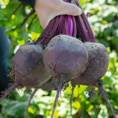 БЕТТОЛЛО F1 свекла Бейо (3.0-3.5)