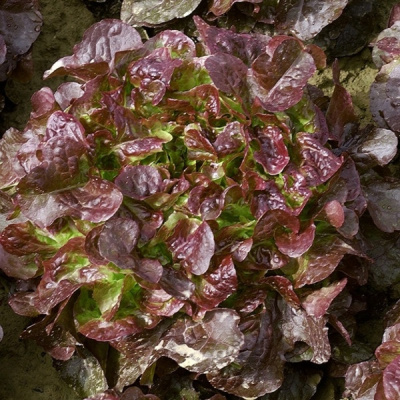 ВУЛСИНИ F1 салат Семинис, 10гр