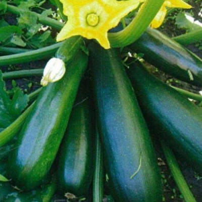 ДИАМАНТ F1 кабачок Семинис