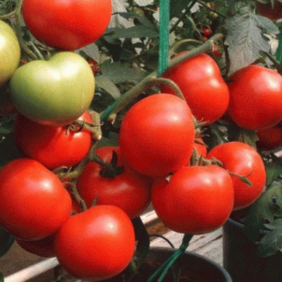 МАГНУС F1 томат Семинис