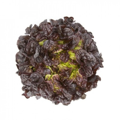 САТУДАЙ F1 салат Райк Цваан, 1 тыс.драже