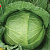 ДЖИГИТ F1 капуста белокочанная Гавриш