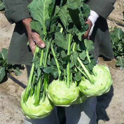 КОССАК F1 кольраби Бейо