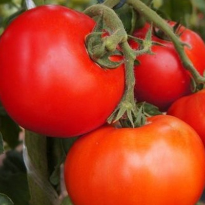 ЭЛЕГРО F1 томат Семинис