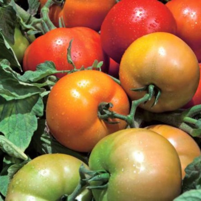 ТРИБЕКА F1 томат Вильморин