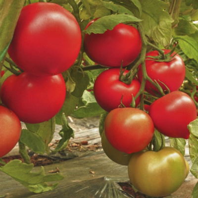 ФАНТОМ F1 томат Гриномика