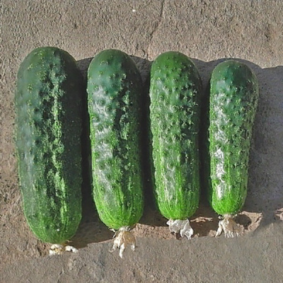 ДРАЙВ F1 огурец Гриномика