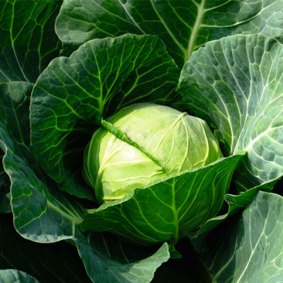 КАМБРИЯ F1 капуста белокочанная Бейо