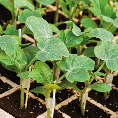 МОНОЛИТ F1 подвой Гриномика (1000 шт)