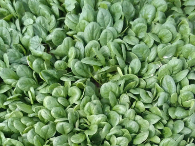 АКАДИЯ F1 шпинат Энза Заден