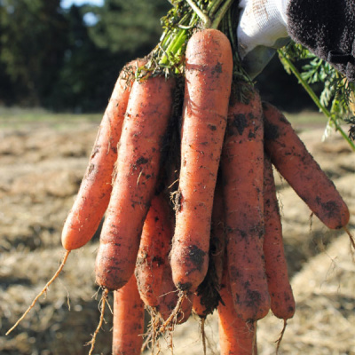 НАТУНА F1 морковь Бейо (2.2-2.4)