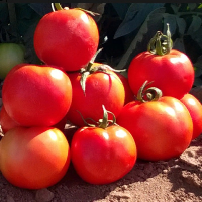 БЕХРАМ F1 томат Энза Заден