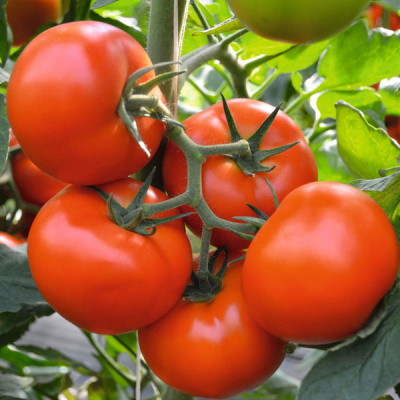 ФЛЕТЧЕР F1 томат Бейо