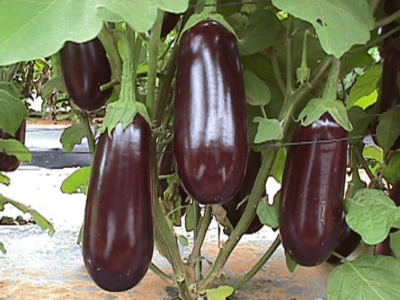 РОМА F1 баклажан Саката