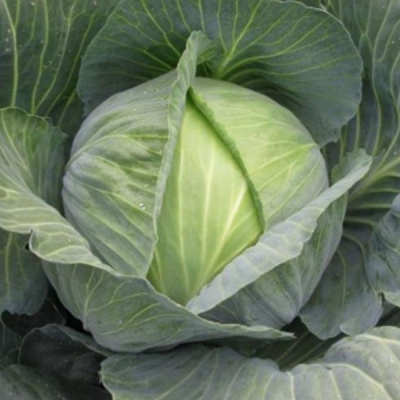 САТИ F1 капуста белокочанная Хазера