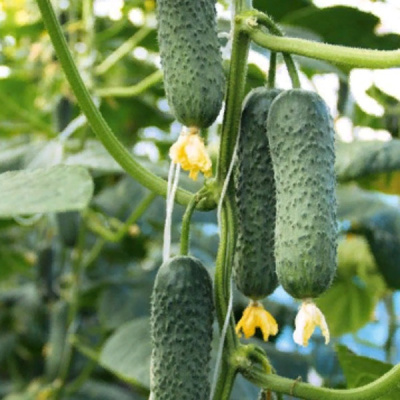 СОТНИК F1 огурец Гавриш