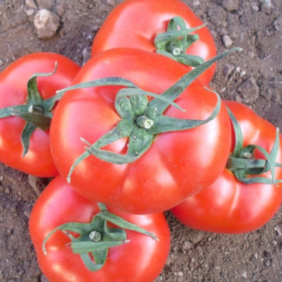 МАЙСАЛУН F1 томат Нюнемс