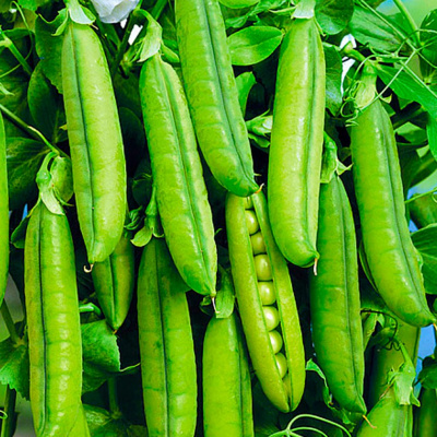 АСАНА F1 горох Нюнемс