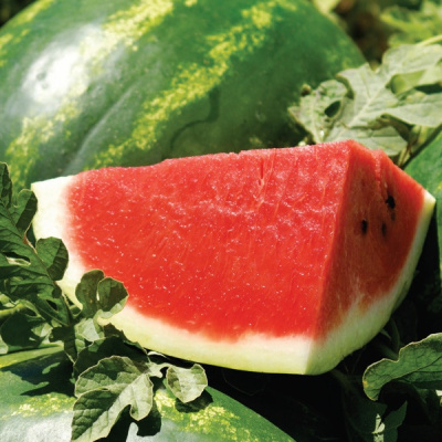 АРАШАН F1 арбуз Сингента