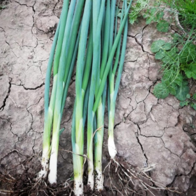 КАПИТАЛ F1 лук на зелень Гавриш