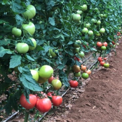 ПИНК ПРОФИТ F1 томат Саката (1000шт)