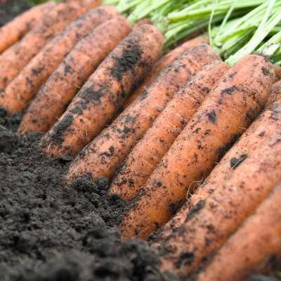 НИЛАНД F1 морковь Бейо (2.4-2.6)