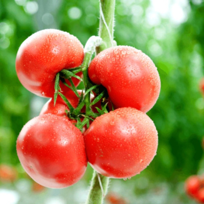 АЗОР F1 томат Гавриш