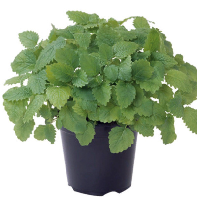 ЛЕМОНА F1 базилик Энза Заден