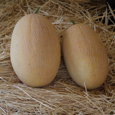 ОКСАНА F1 дыня Энза Заден