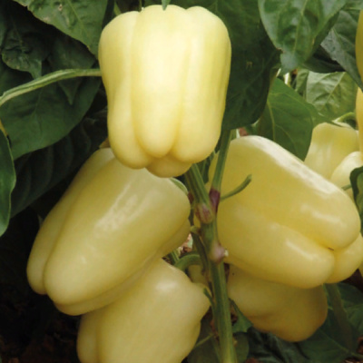 БЛАНЧИНА F1 перец Энза Заден, 1000 шт