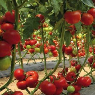 МАТИССИМО F1 томат Семинис