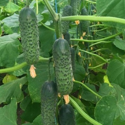 МАДРИЛЕНЕ F1 огурец Семинис, 250 шт