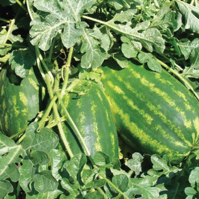 ФАРАО F1 арбуз Сингента