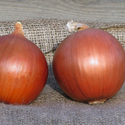 СОНОМА F1 лук Бейо 2