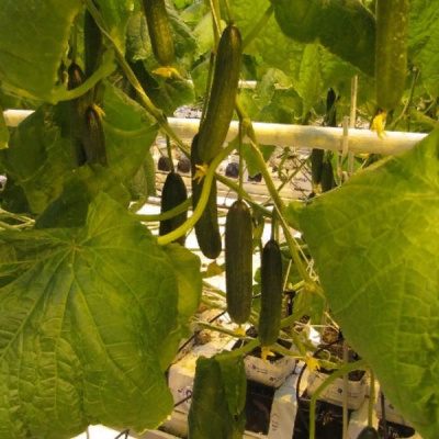 НЕМАН F1 огурец Гавриш