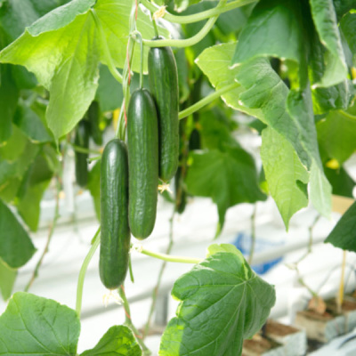 ХУЛИГАН F1 огурец Гавриш