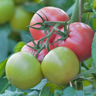 ПИНК БОЛЛ F1 томат Гриномика (250 шт)