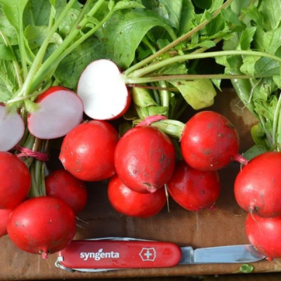 РОНДАР F1 редис Сингента