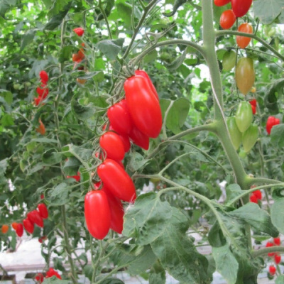 БРАМОС F1 томат Гавриш