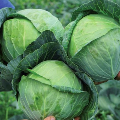 СИР F1 капуста белокочанная Вильморин