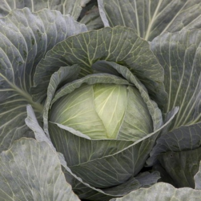 ЛАГРИМА F1 капуста белокочанная Райк Цваан, GD, 1000 шт