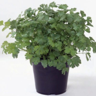 МАРИНО F1 кориандр Энза Заден