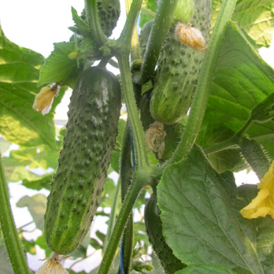 АФИНА F1 огурец Нюнемс (500 шт)